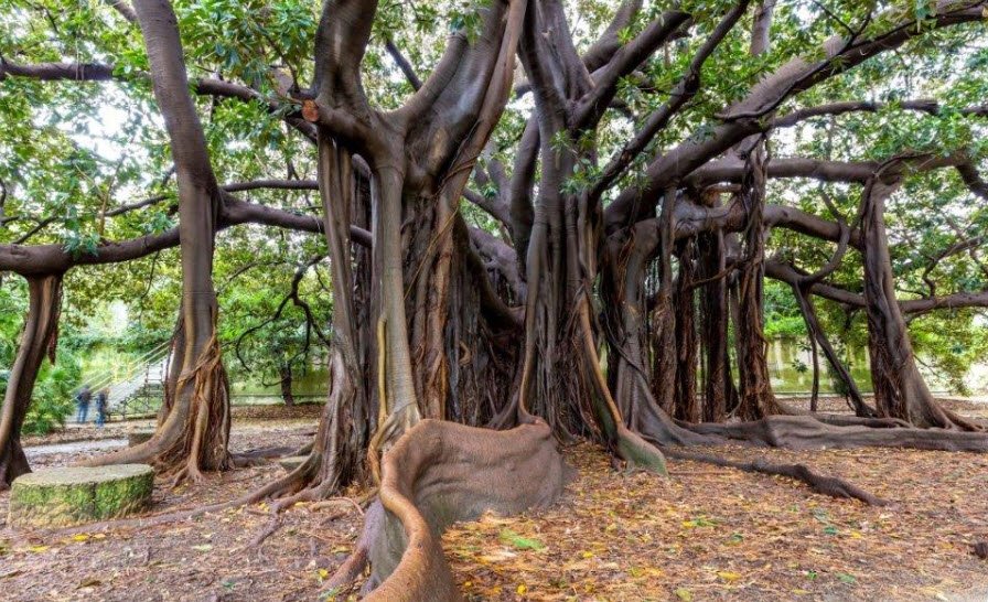 Orto Botanico di Palermo, Italy